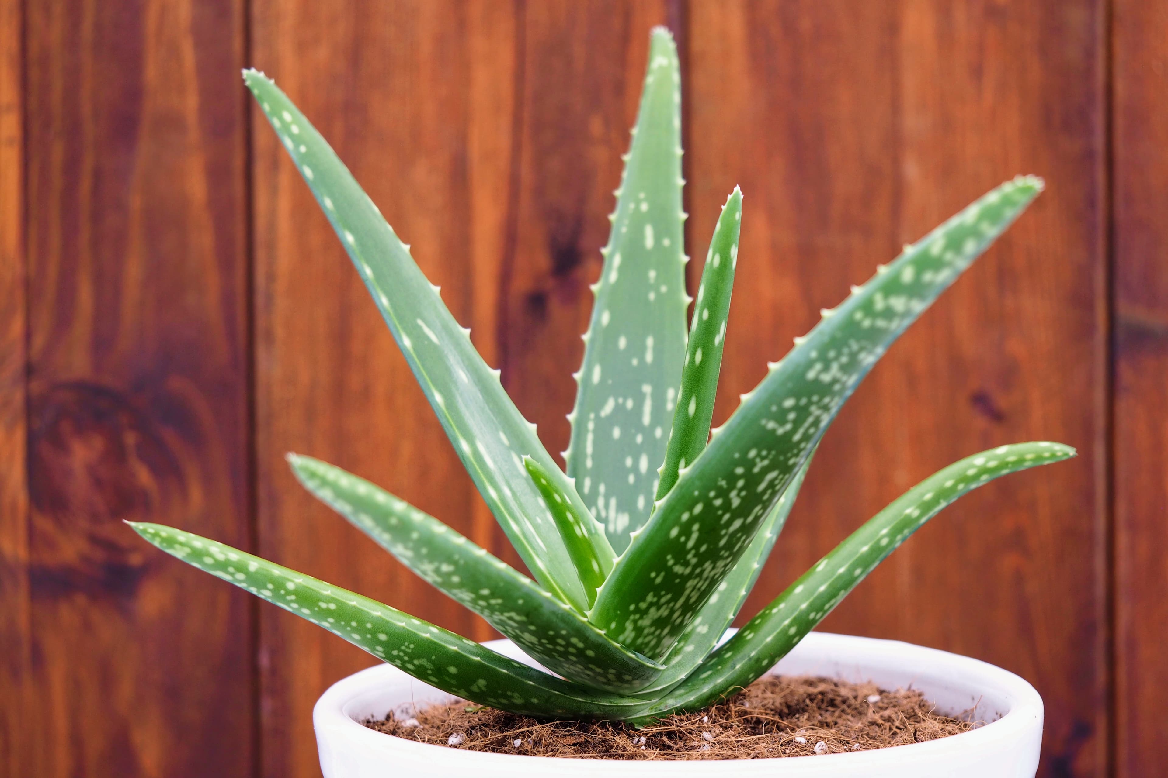Aloe Vera from India — premium grade for export