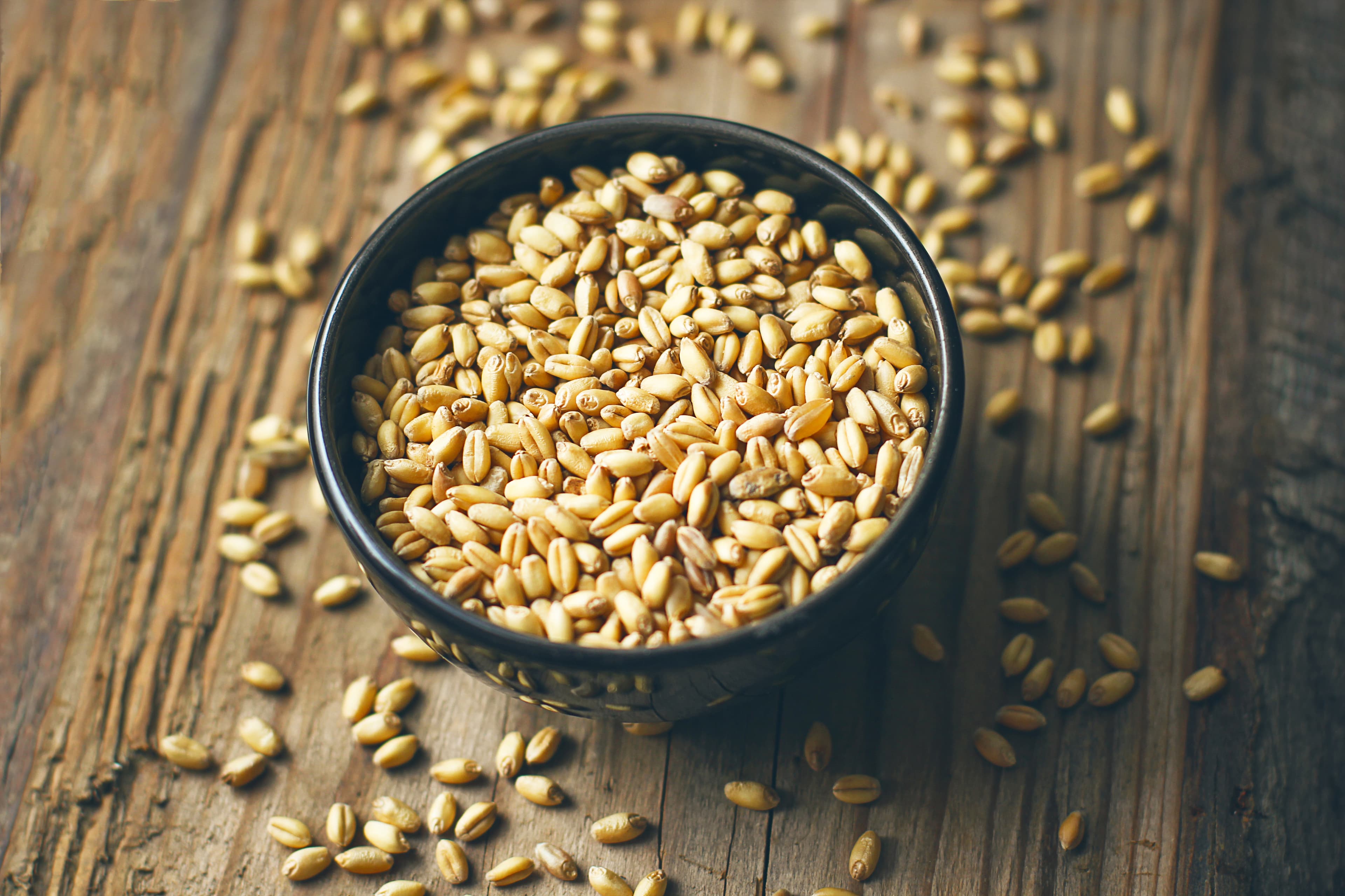 Wheat from India — premium grade for export